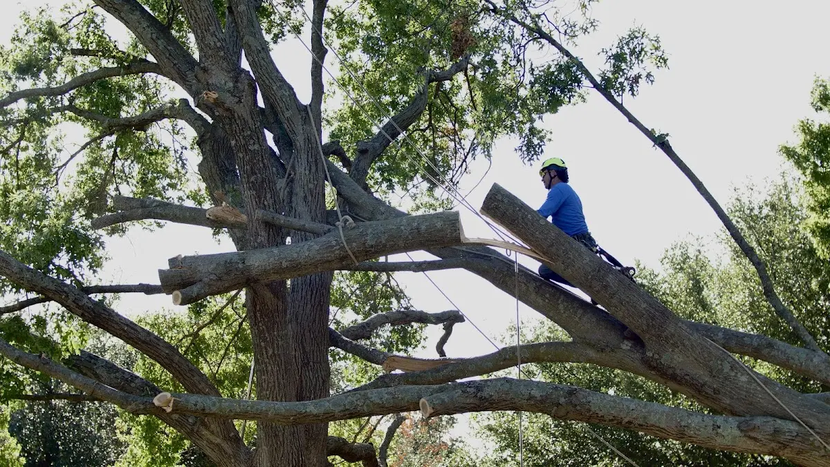 Professional Hazardous Tree Removal performed by certified arborists in Coleharbor
