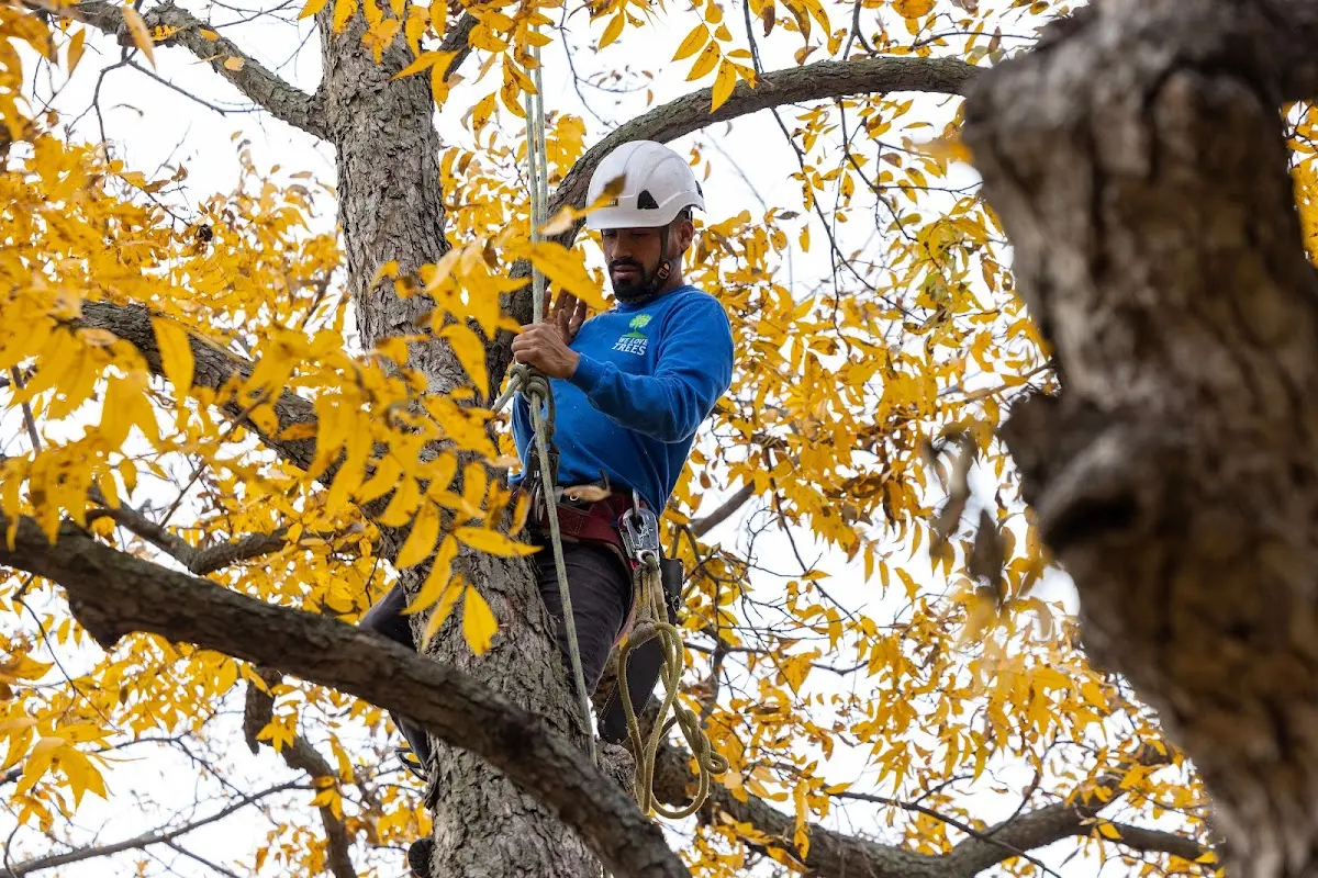 Skilled Dead Tree Removal crew working in Coleharbor